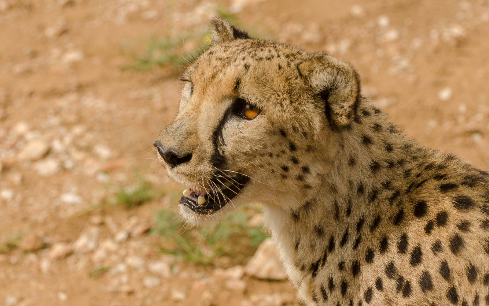 buschmann selfdrive 156