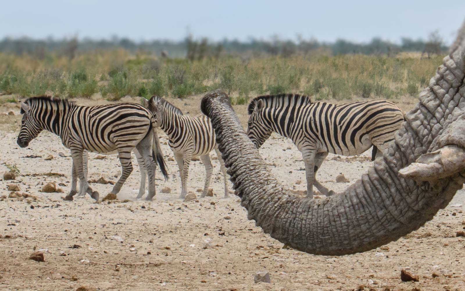 wildlife 34