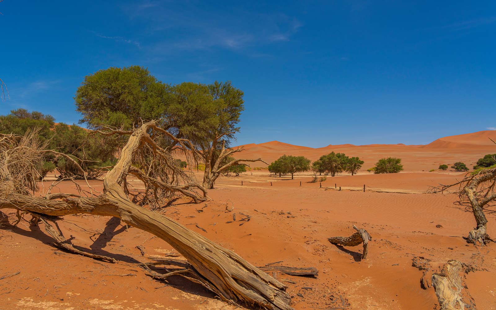 Beautiful landscape with red dunes at Sossusvlei, Namib Naukluft National Park, Namibia